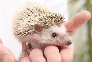 ハリネズミ ハリネズミ